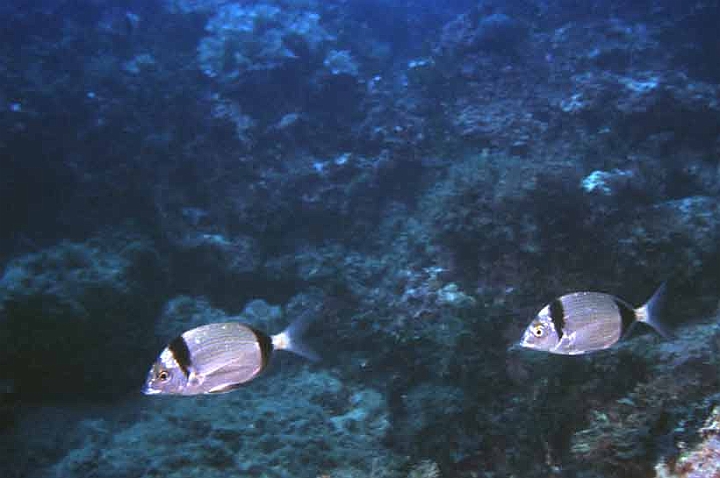 10 Diplodus vulgaris.jpg - Diplodus vulgaris - Sarago fasciato
